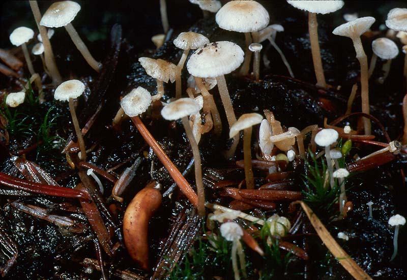 Collybia tuberosa
